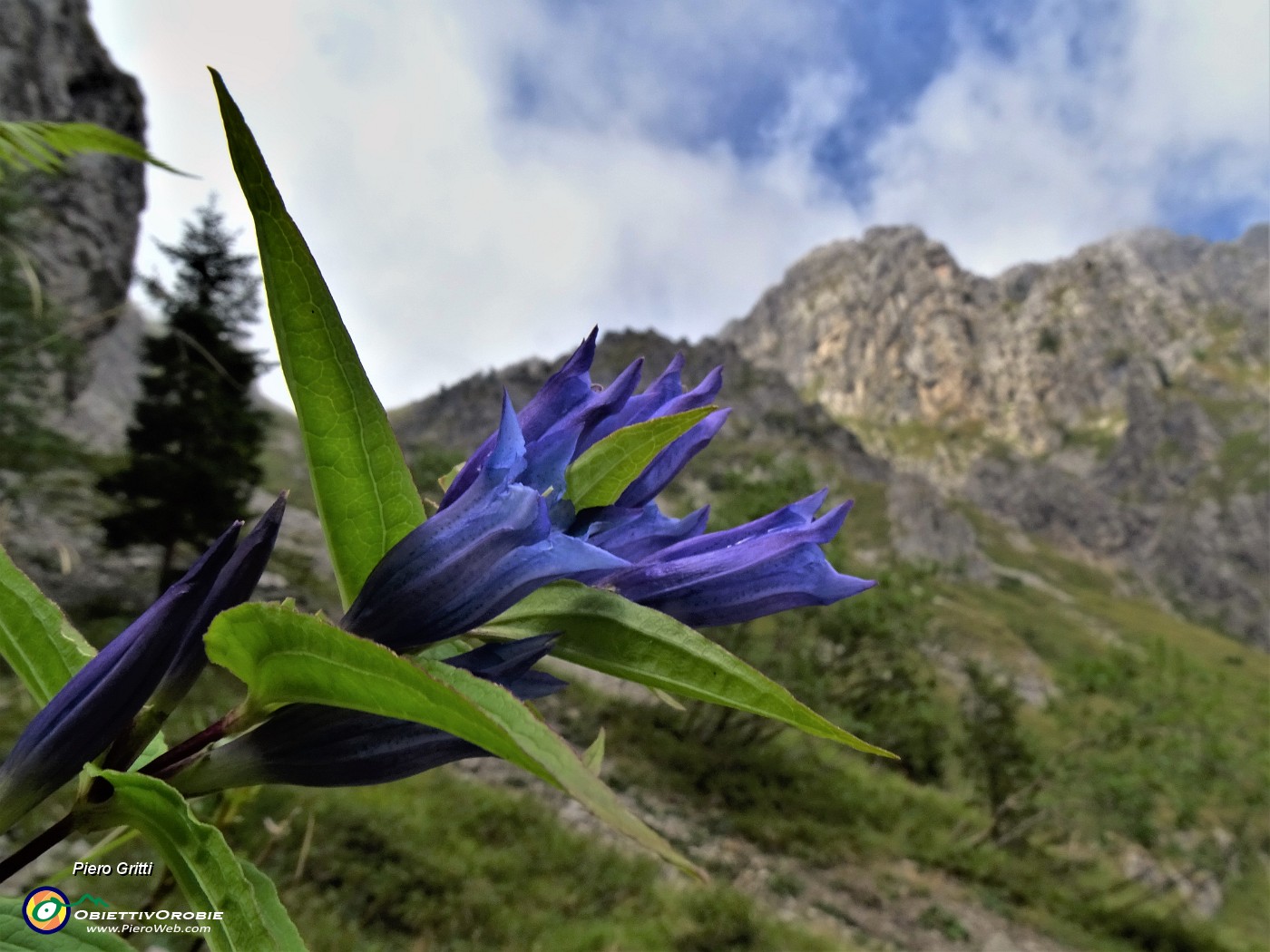 39 Gentiana asclepiadea (Genziana minore).JPG